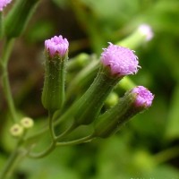 <i>Emilia sonchifolia</i>  (L.) DC.